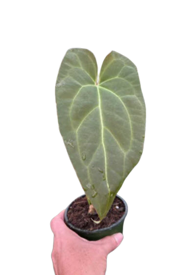 Red Crystal x Crystallinum 